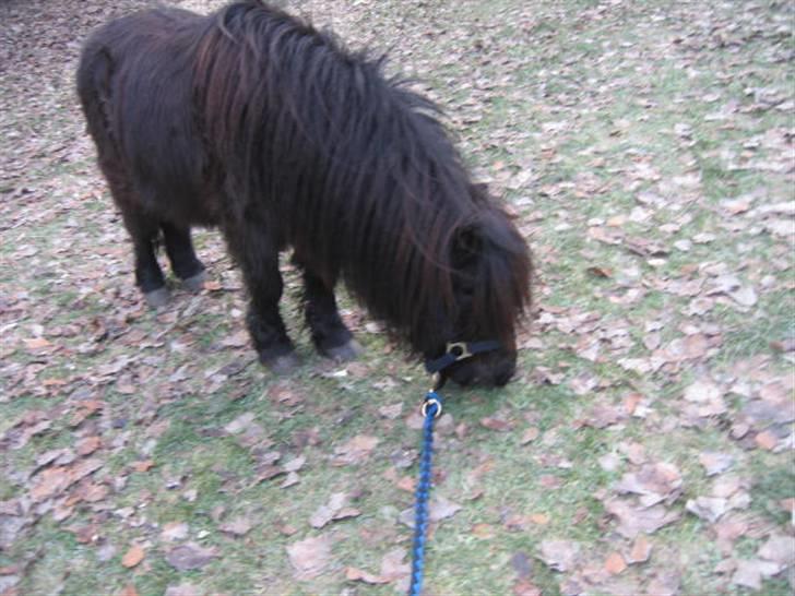 Shetlænder Bingo (gamle part) - spiser græs<3 billede 19