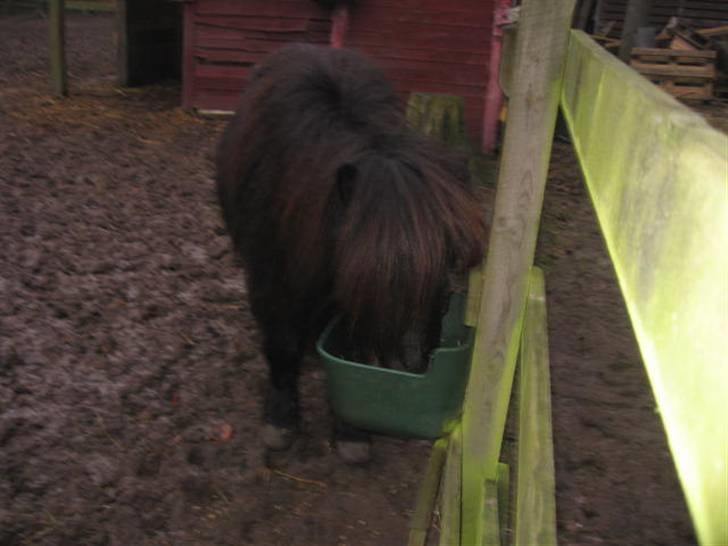 Shetlænder Bingo (gamle part) - er ved at spise morgen mad billede 20