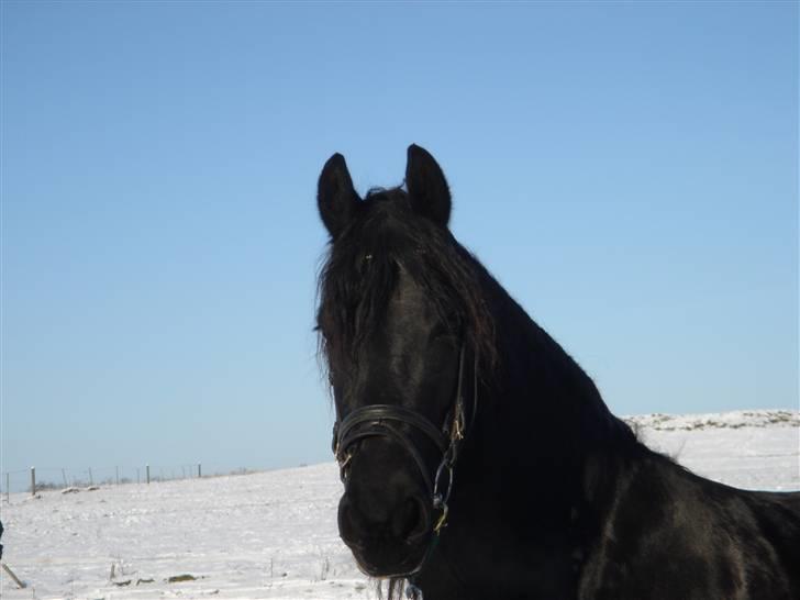 Frieser Nieske G billede 12