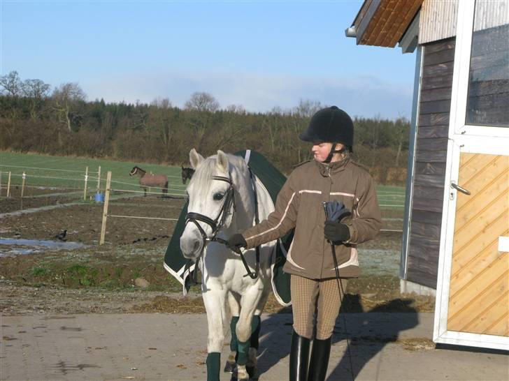 Welsh Pony (sec B) Lyngvejens Komet (solgt) billede 11