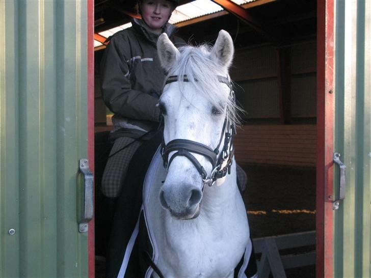 Welsh Pony (sec B) Lyngvejens Komet (solgt) billede 12