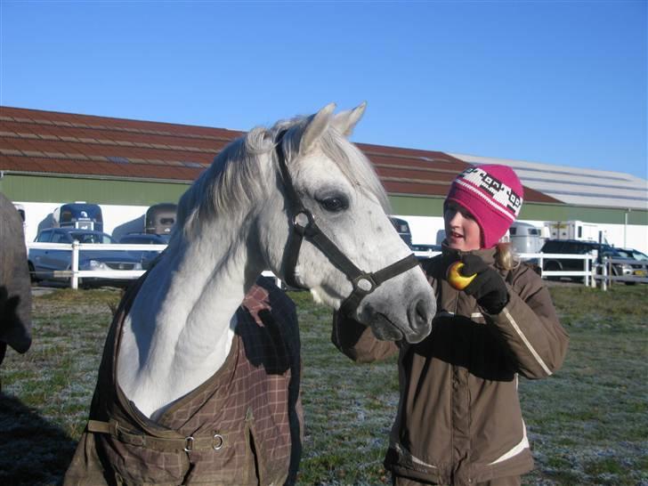 Welsh Pony (sec B) Lyngvejens Komet (solgt) billede 13