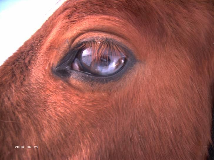 Dansk Varmblod Blue Eye *solgt* - Blue Eye <3 billede 1