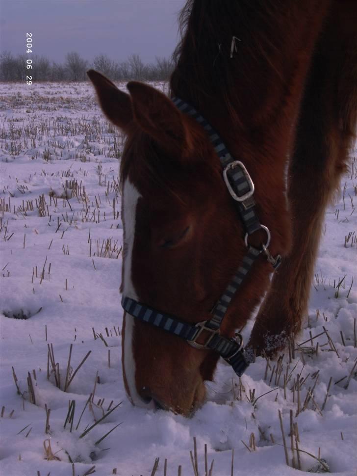 Dansk Varmblod Blue Eye *solgt* billede 2