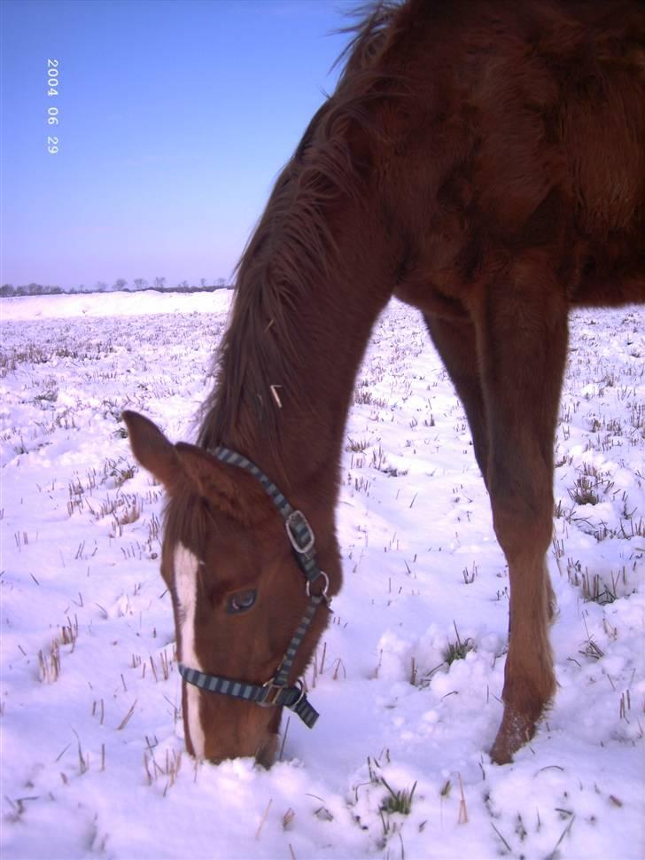 Dansk Varmblod Blue Eye *solgt* billede 3