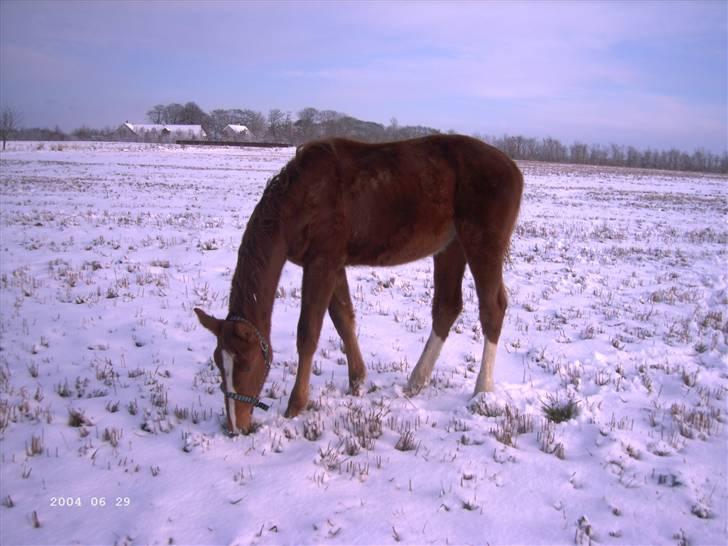 Dansk Varmblod Blue Eye *solgt* billede 4
