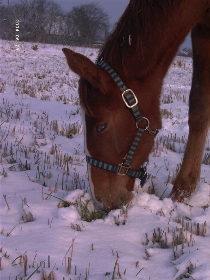 Dansk Varmblod Blue Eye *solgt* billede 5