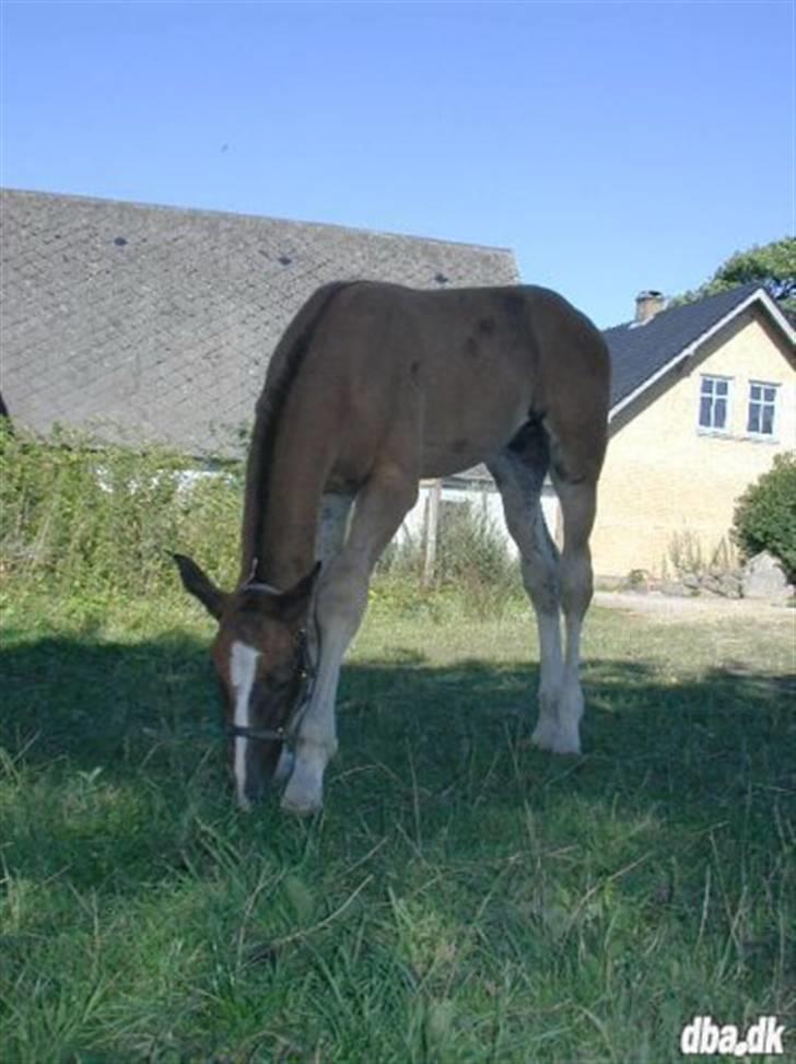 Dansk Varmblod Blue Eye *solgt* - Som helt lille følle  billede 6
