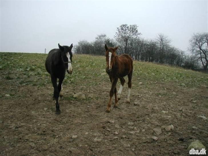 Dansk Varmblod Blue Eye *solgt* - Sammen med sin halv søster billede 7