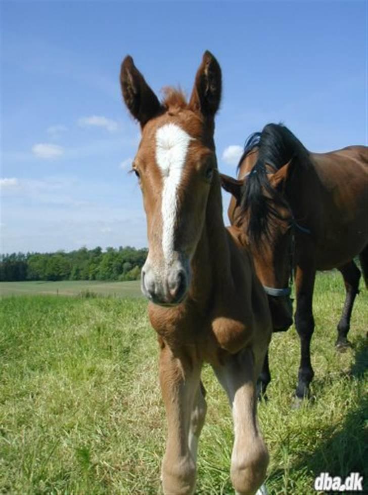 Dansk Varmblod Blue Eye *solgt* - Hygger sammen med mor billede 8