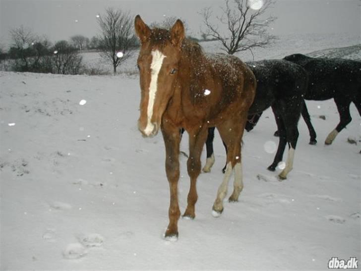 Dansk Varmblod Blue Eye *solgt* - Gamle hjem billede 9