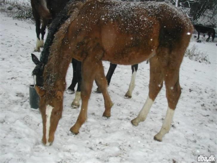 Dansk Varmblod Blue Eye *solgt* - Gamle hjem billede 10