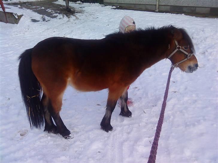 Shetlænder Felix (solgt) - Ej hvad er det for noget underligt hvidt haløj. billede 12