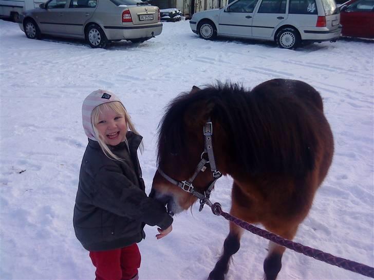 Shetlænder Felix (solgt) - Jessica og Felix hygger i sneen billede 13