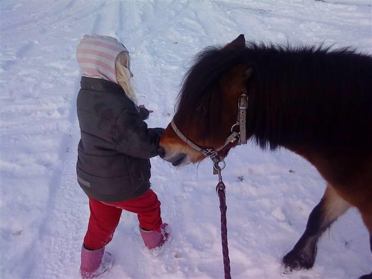 Shetlænder Felix (solgt) - Felix følger efter jessica. De har det sjovt sammen. billede 14