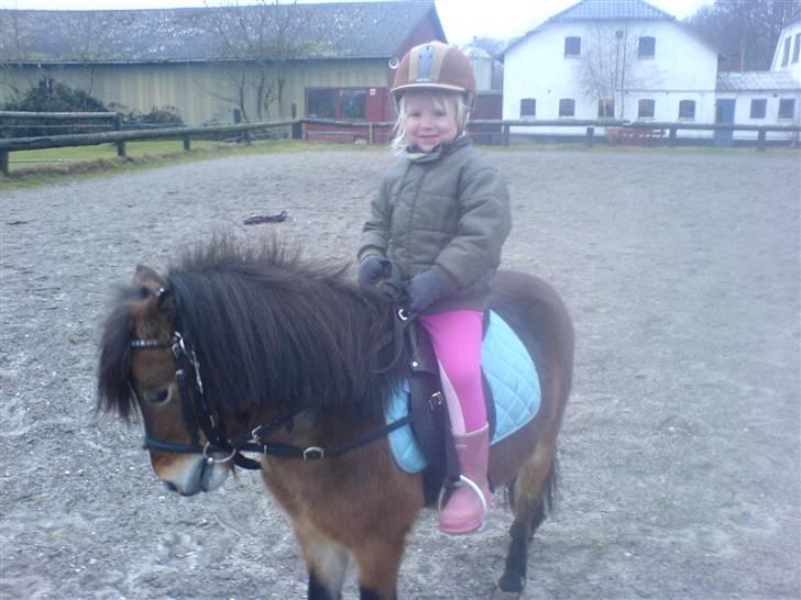 Shetlænder Felix (solgt) - Jessica og Felix ude og ride i solskinsvejr. billede 15