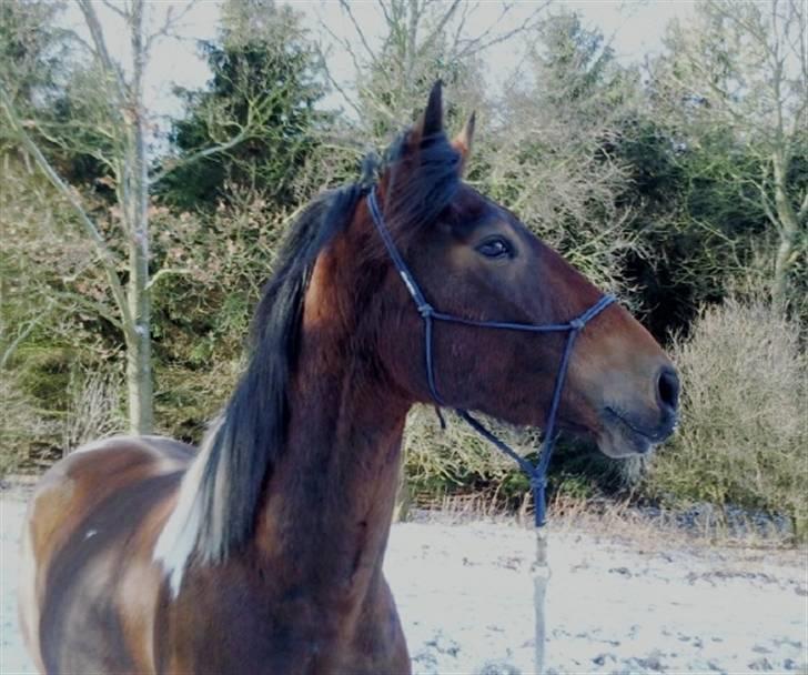 Anden særlig race Tarok  - d. 13/02-09 . Tarok har været vores i et helt år præcis idag. - Foto; Majken. billede 15