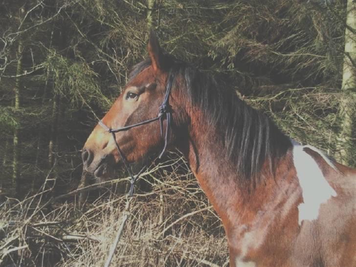 Anden særlig race Tarok  - d. 13/02-09 . Tarok har været vores i et helt år præcis idag. - Foto; Majken. billede 17