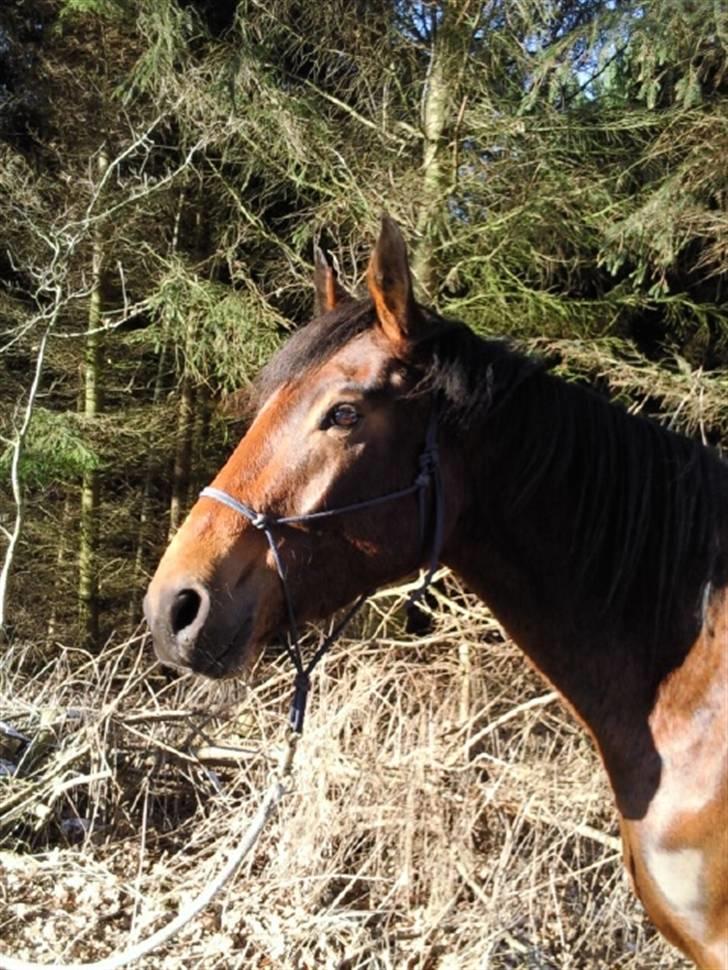 Anden særlig race Tarok  - d. 13/02-09 . Tarok har været vores i et helt år præcis idag. - Foto; Majken. billede 18