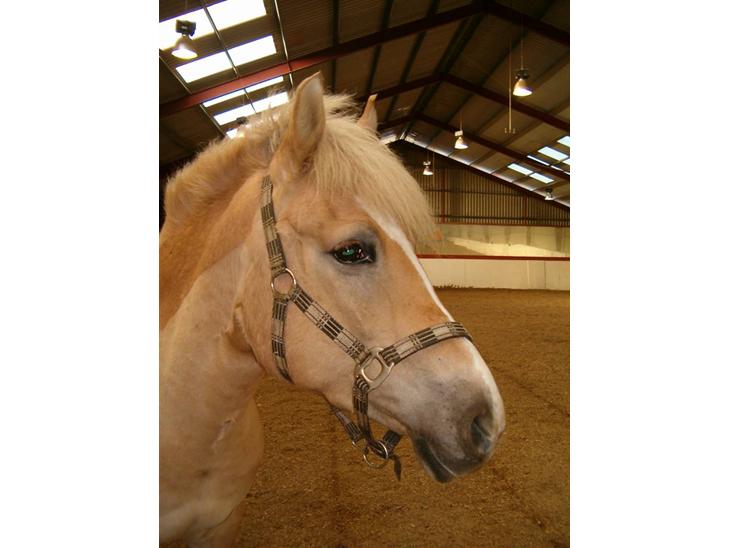 {{currentPhoto.altText}} billede {{currentPhoto.number}}