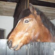 New Forest Marcho's Mistrall (lukas) R.I.P