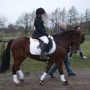 New Forest Marcho's Mistrall (lukas) R.I.P