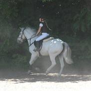 Irsk Sportspony Colligan's B.J. (Solgt)