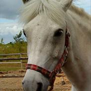 Anden særlig race Cloe´ - Savner dig R.I.P 