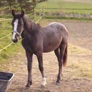 Pinto Acia's Blackberry