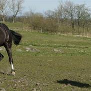 Hannoveraner Woomera