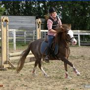 Anden særlig race Askepot