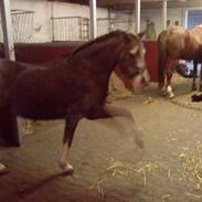 Anden særlig race Askepot