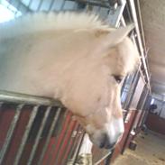 Fjordhest peter pan (solgt)