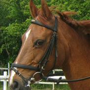 Anden særlig race DIXIE<3