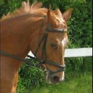 Anden særlig race DIXIE<3