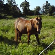 Anden særlig race DIXIE<3