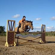 Anden særlig race Safir