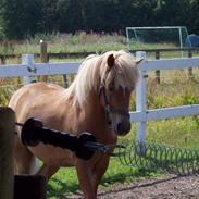 Anden særlig race stjarni