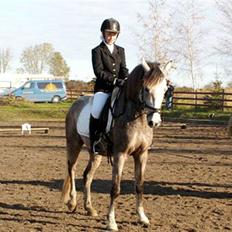 DSP Jock Southfork 