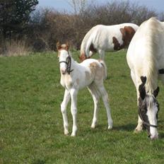 Pinto Damsgaards Cujo.