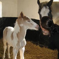 Pinto Damsgaards Cujo.