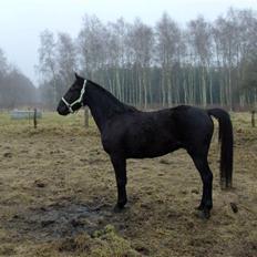 Anden særlig race Micado