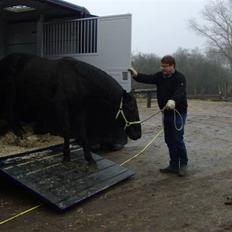Anden særlig race Micado
