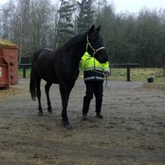 Anden særlig race Micado