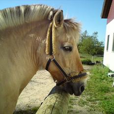 Fjordhest Prins Rose ( Part )