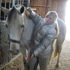 Connemara | Jenny'S Rocket 