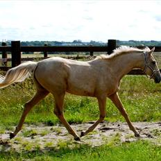 Palomino Lysgaards Dharma