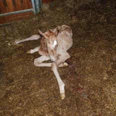 Palomino Lysgaards Dharma