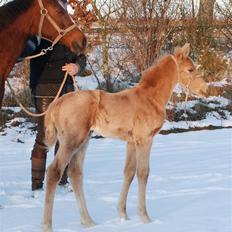 Palomino Lysgaards Dharma