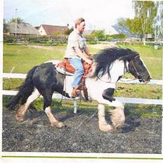 Irish Cob IC of Coffee/SOLGT